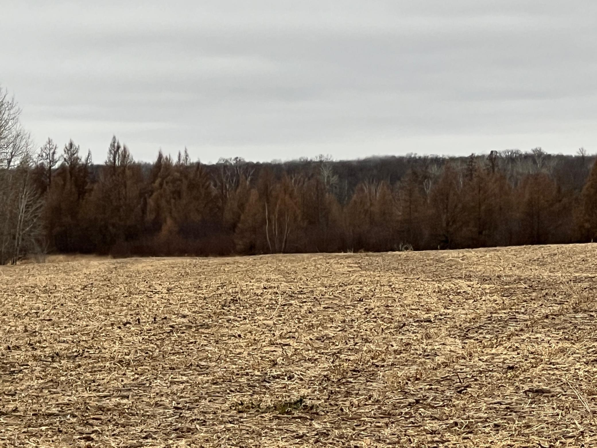 0 Wildwood Road Brook Park, MN 55007 - Photo 4 of 15