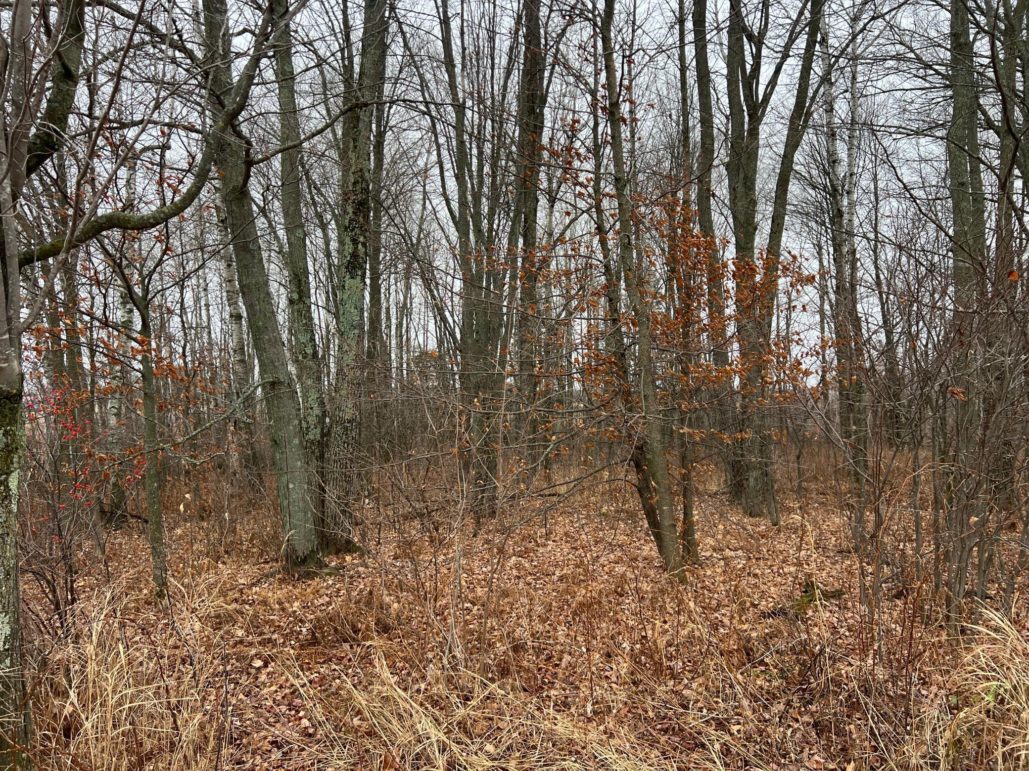 0 Wildwood Road Brook Park, MN 55007 - Photo 7 of 15