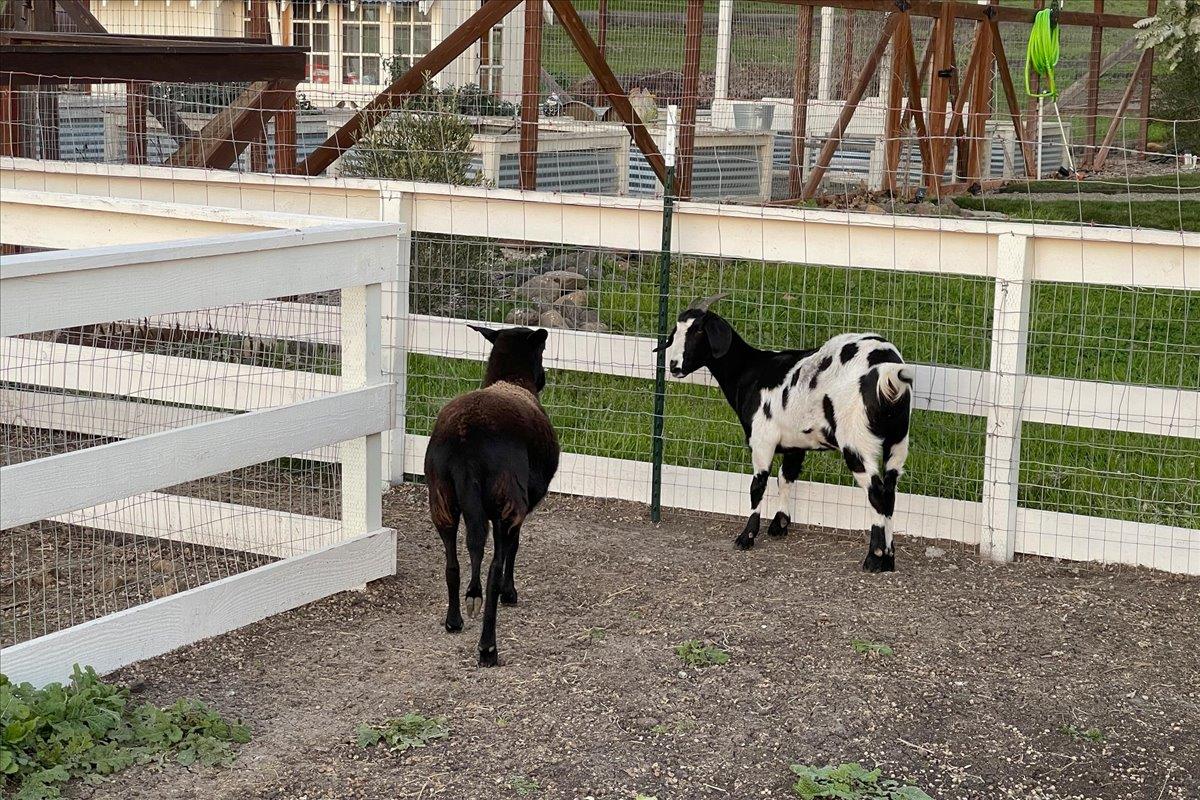 7670 Crews Road Gilroy, CA 95020 - Photo 25 of 83 a view of a swimming pool with a patio and a yard