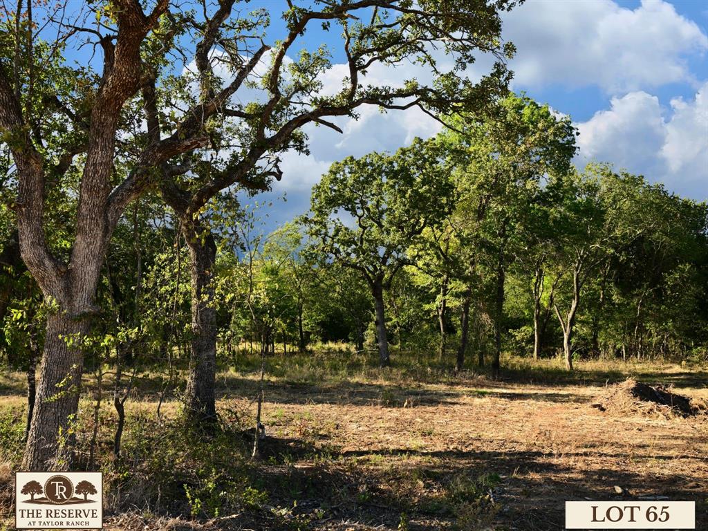 a view of a yard with trees