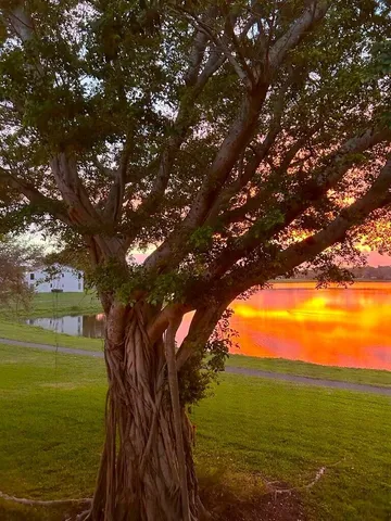 a view of an ocean from a tree