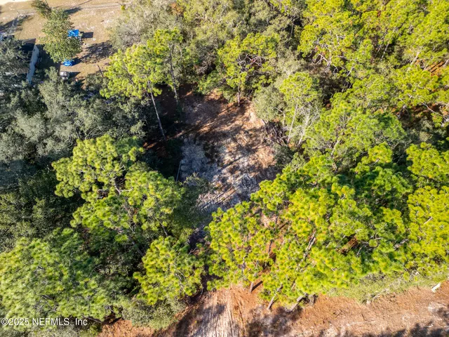 a view of a tree of a park