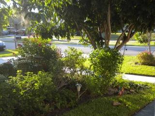 6398 Amberwoods Drive Boca Raton, FL 33433 - Photo 2 of 14 Front Yard