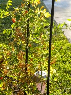 6398 Amberwoods Drive Boca Raton, FL 33433 - Photo 9 of 14 Tomatoes