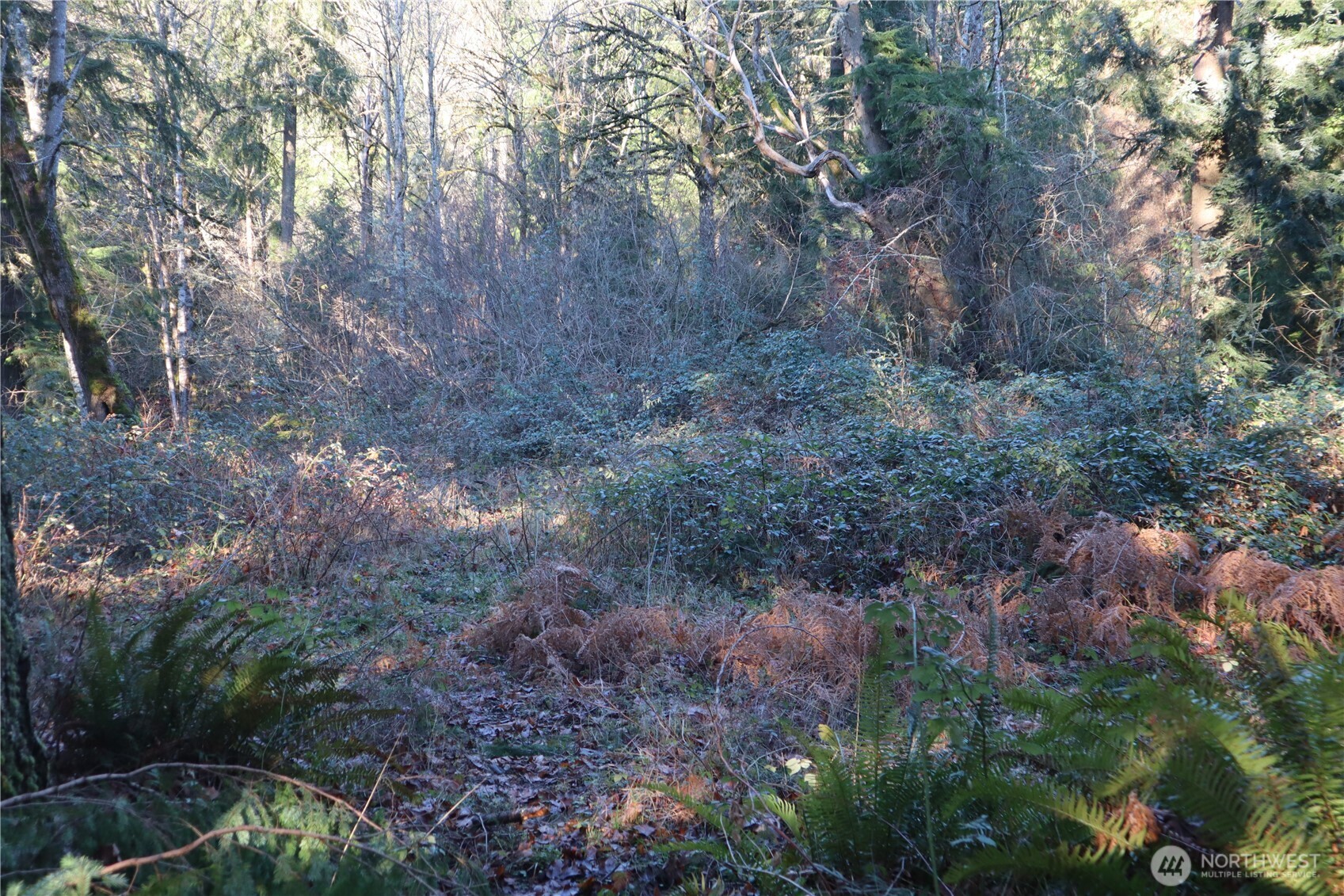 239 Southeast 238th Street Maple Valley, WA 98038 - Photo 3 of 5