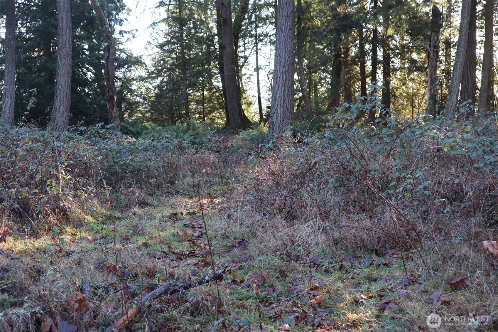 239 Southeast 238th Street Maple Valley, WA 98038 - Photo 4 of 5