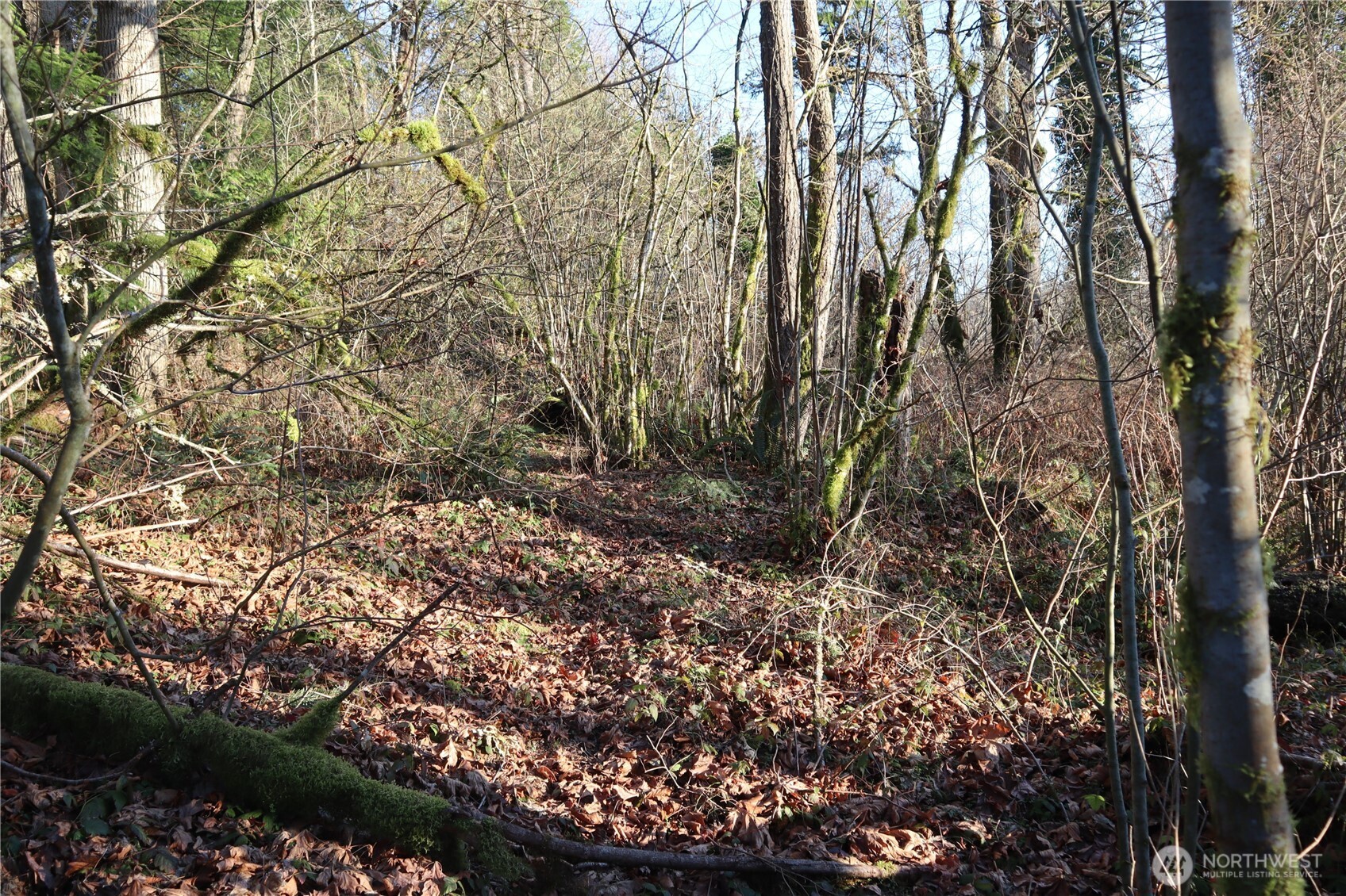 239 Southeast 238th Street Maple Valley, WA 98038 - Photo 5 of 5