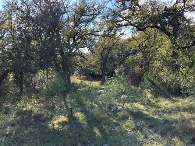 a view of a forest with a tree