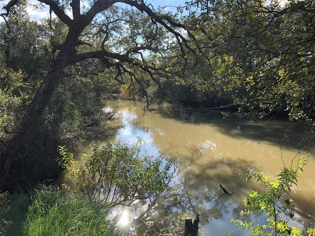 a view of a forest with a tree