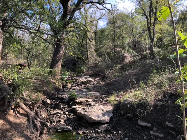 a view of a forest with a tree