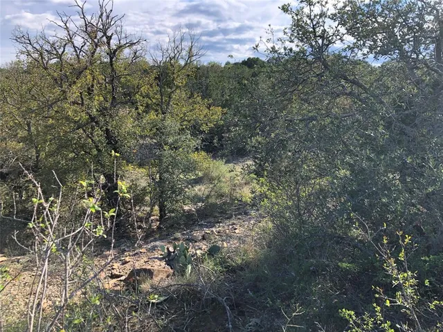 a view of a forest with lots of trees