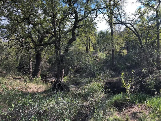 a view of a forest with trees