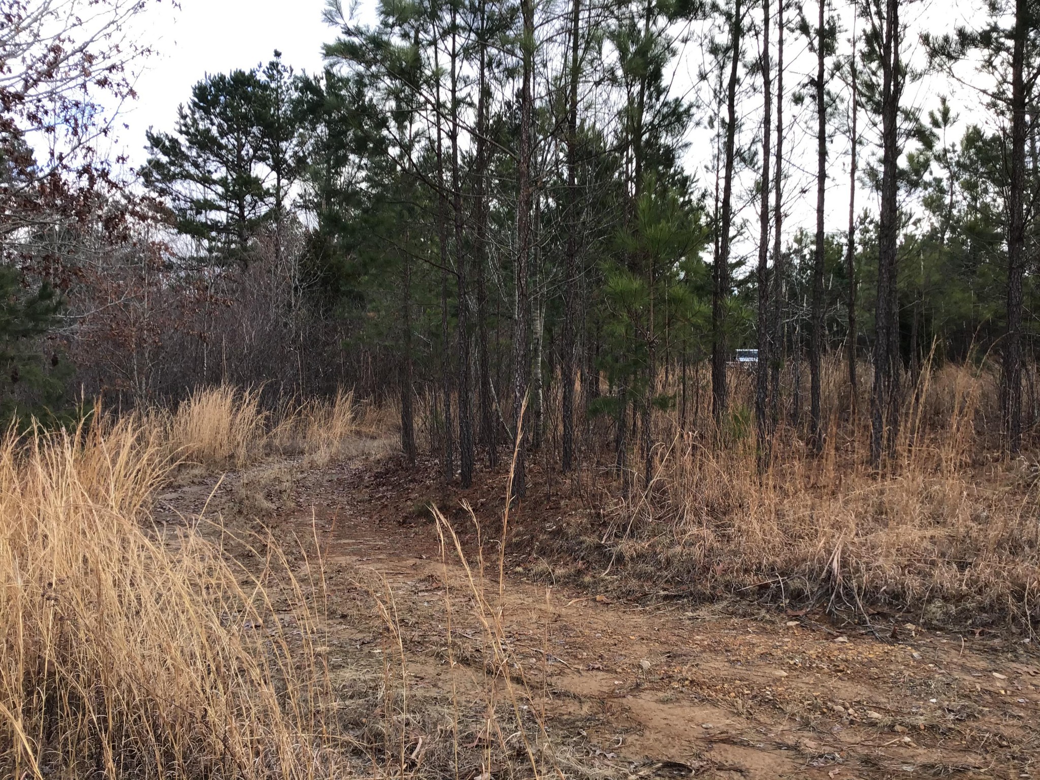225 Happy Hollow Road Hohenwald, TN 38462 - Photo 16 of 20 Gallery Image 16