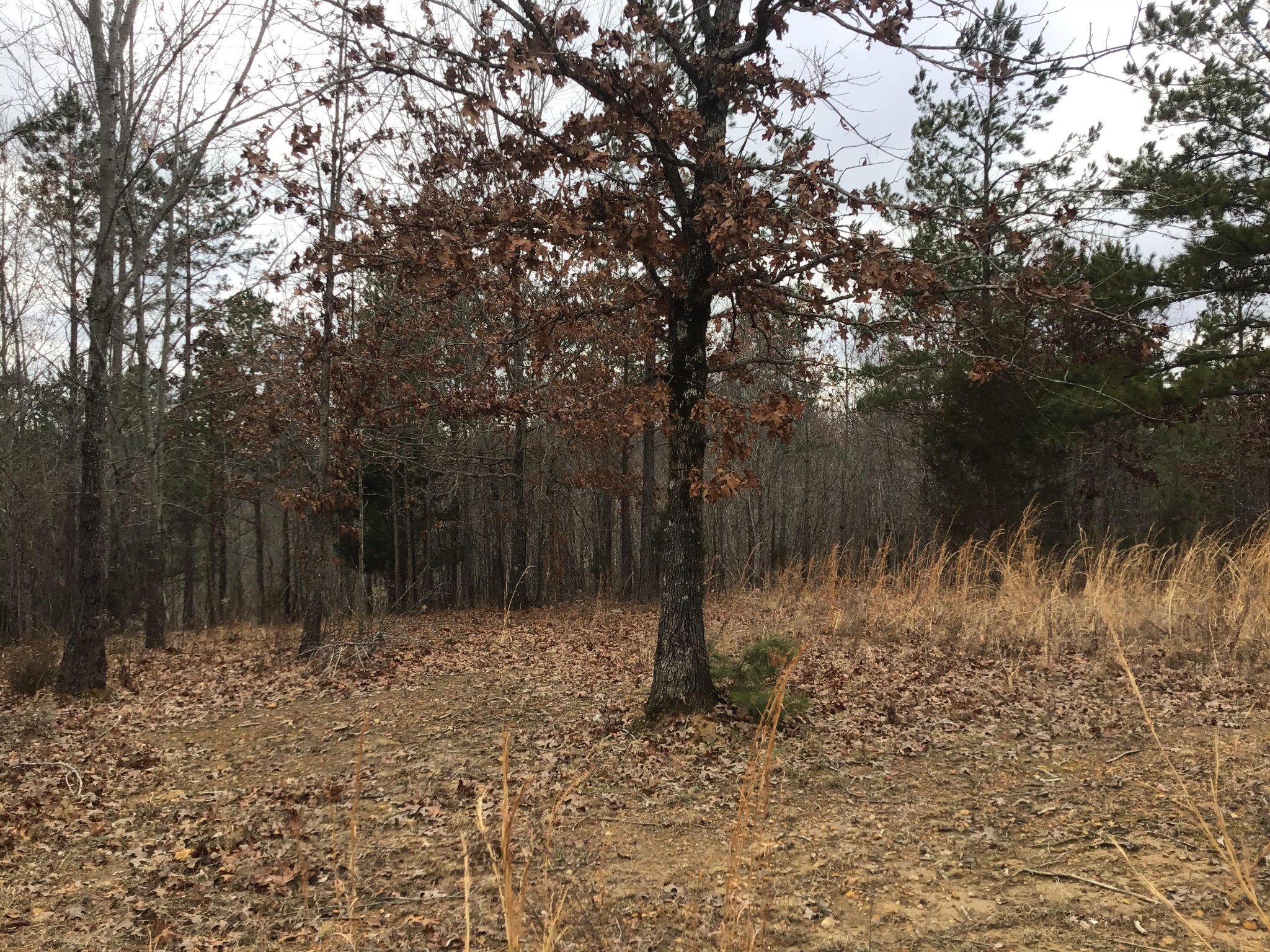 225 Happy Hollow Road Hohenwald, TN 38462 - Photo 17 of 20 Gallery Image 17