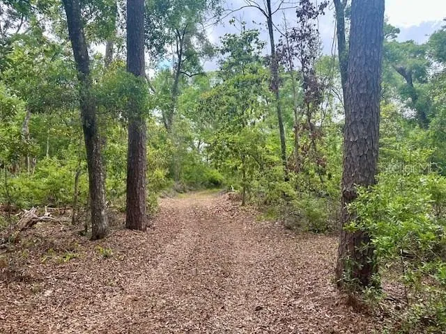 a view of a forest with trees