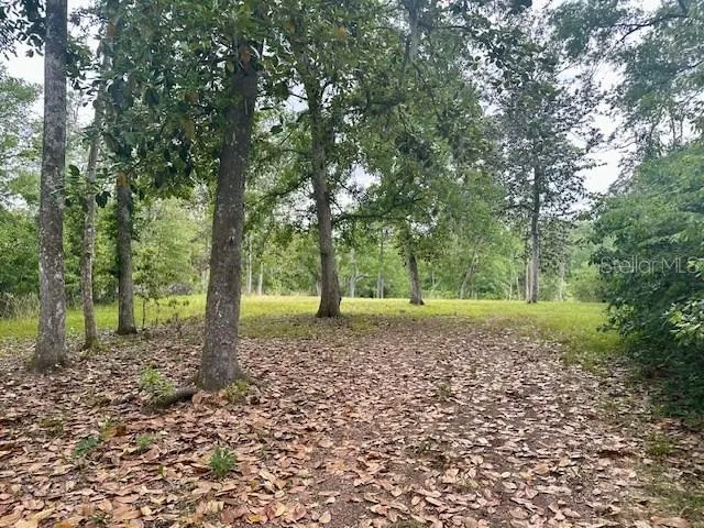 a view of a yard with trees