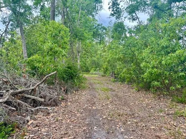 a view of a forest with lots of trees