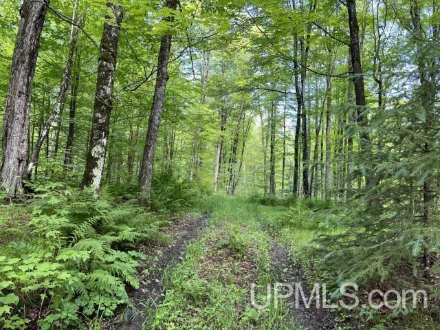 40-acres New DNR Road Crystal Falls, MI 49920 - Photo 17 of 46