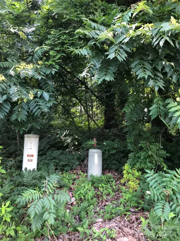 a view of a tree in a garden