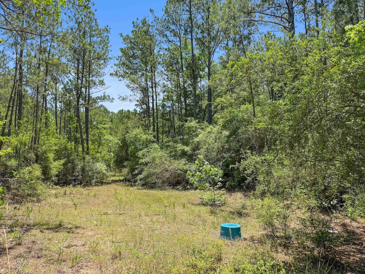 Tbd Hickman Road Burkeville, TX 75932 - Photo 9 of 45