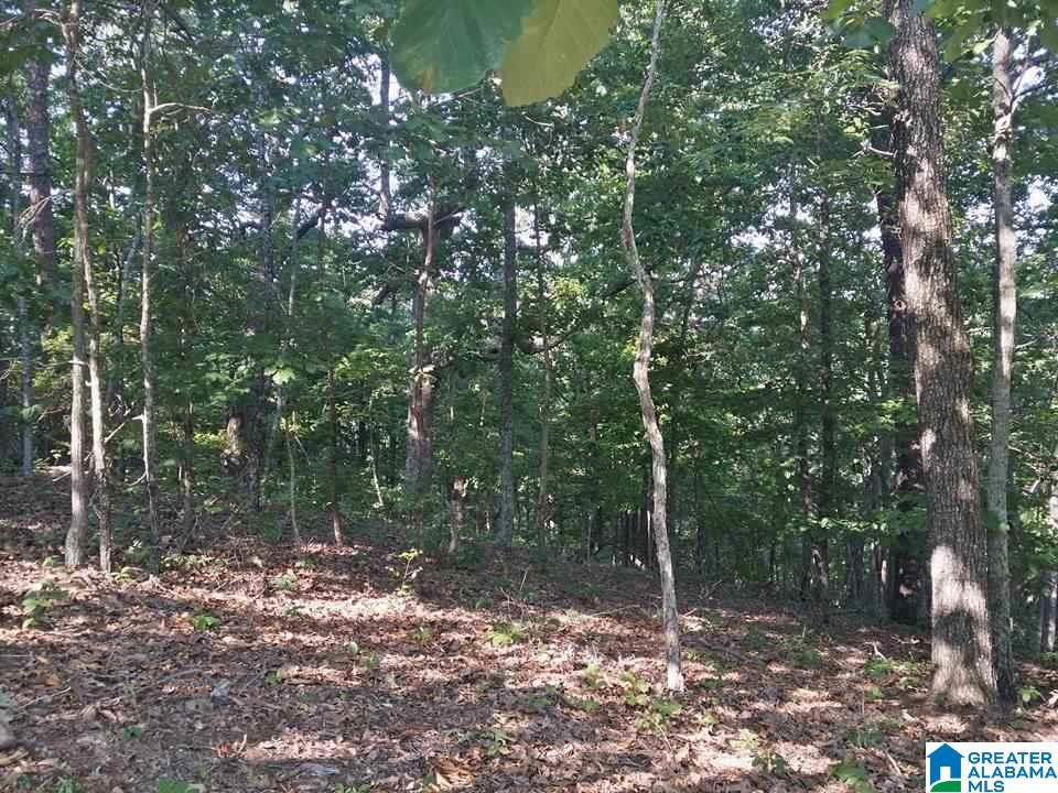 1756 Cottaquilla Road Jacksonville, AL 36265 - Photo 47 of 50
