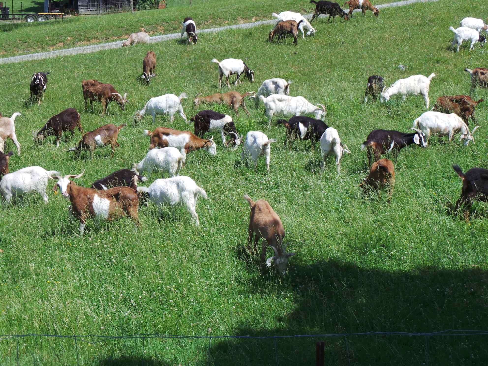 1905 Boozy Creek Road Bristol, VA 24202 - Photo 123 of 130 SEE SHEEP ON YOUR DRIVE HOME