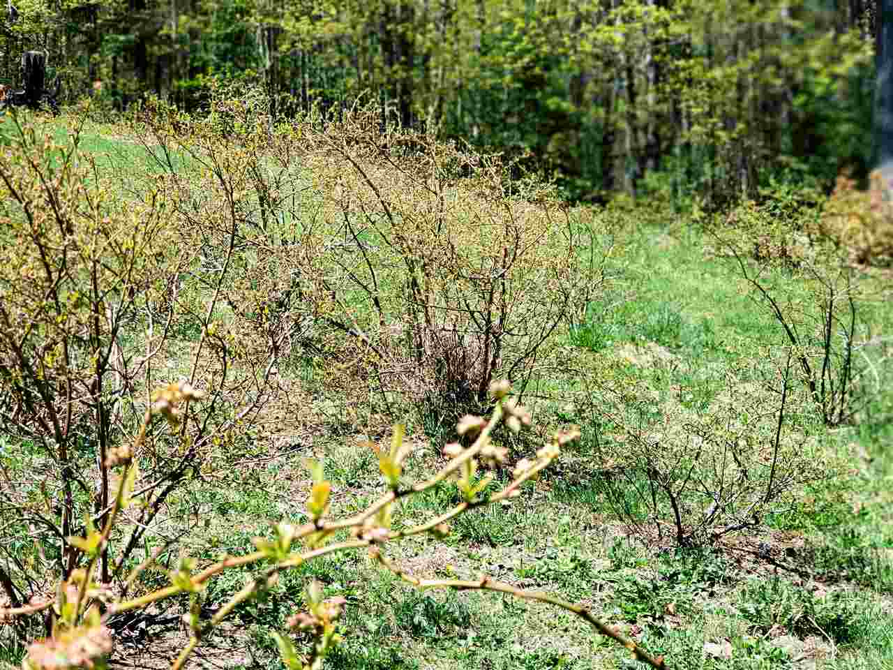 99 Gold Mine Road Sheffield, VT 05866 - Photo 25 of 30 Gallery Image 25