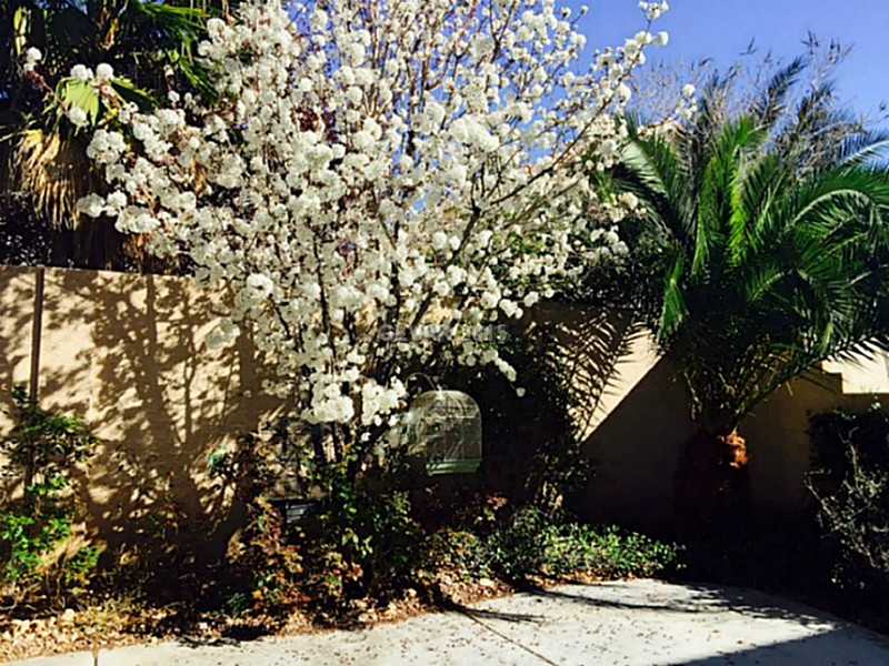 9756 Ridgebluff Avenue Las Vegas, NV 89148 - Photo 31 of 31 Yard/Garden.