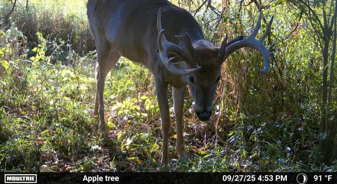 8885 Burmeister Road Saline, MI 48176 - Photo 56 of 58 buck 3