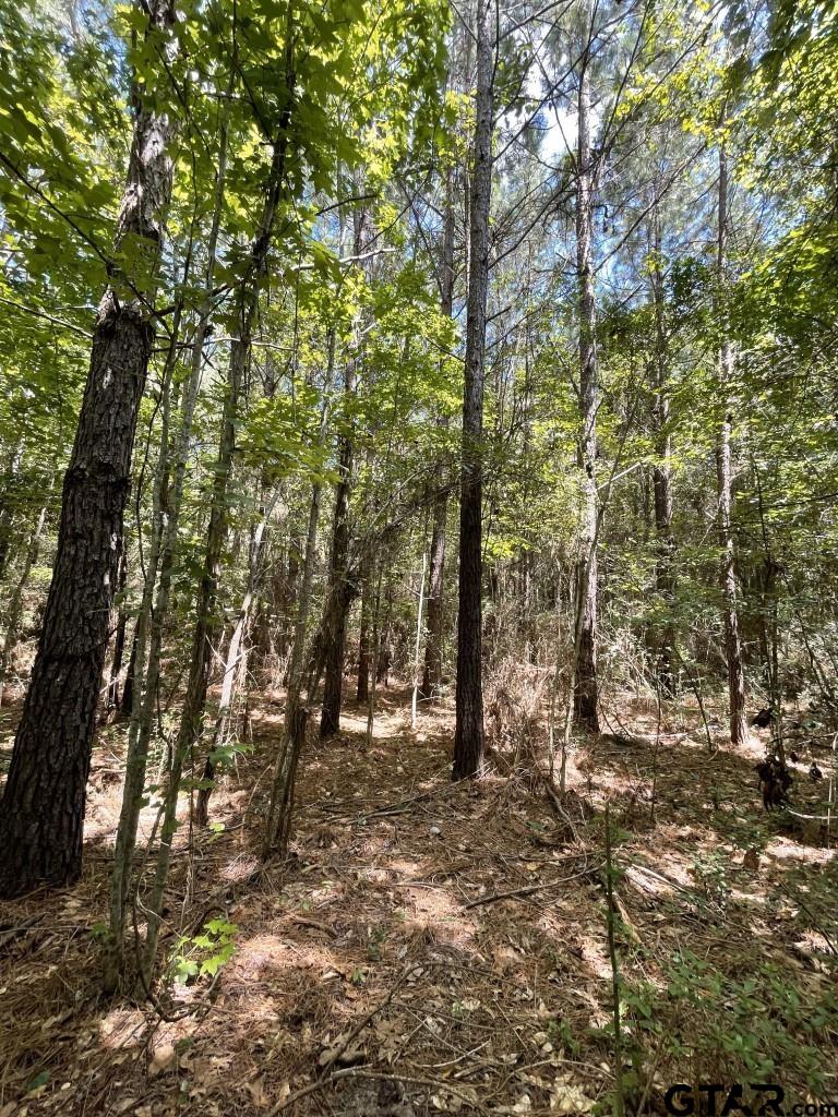 947 St Timpson Tx 75975 Timpson, TX 75975 - Photo 3 of 12 a view of outdoor space with lots of trees