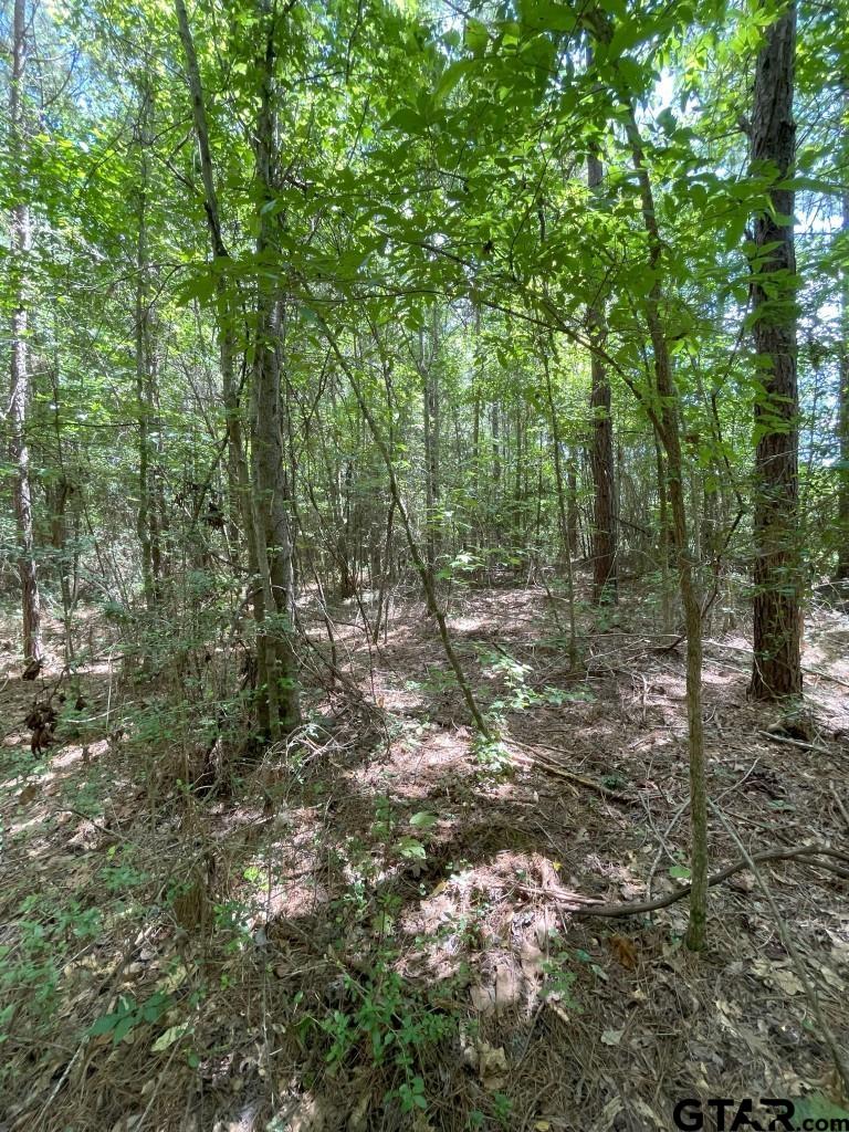947 St Timpson Tx 75975 Timpson, TX 75975 - Photo 4 of 12 a view of a forest with trees in the background