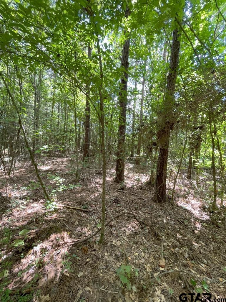 947 St Timpson Tx 75975 Timpson, TX 75975 - Photo 5 of 12 a big yard with lots of green space and trees