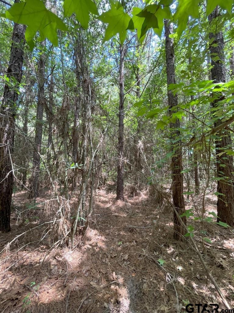 947 St Timpson Tx 75975 Timpson, TX 75975 - Photo 6 of 12 a view of trees