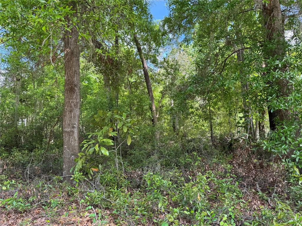 Tbd Southwest Clearwater Court Dunnellon, FL 34431 - Photo 1 of 4