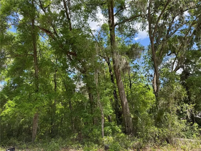 a view of a lush green forest