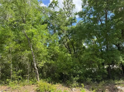 a view of a lush green forest