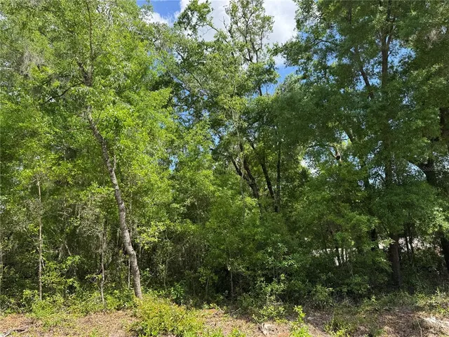 a view of a lush green forest