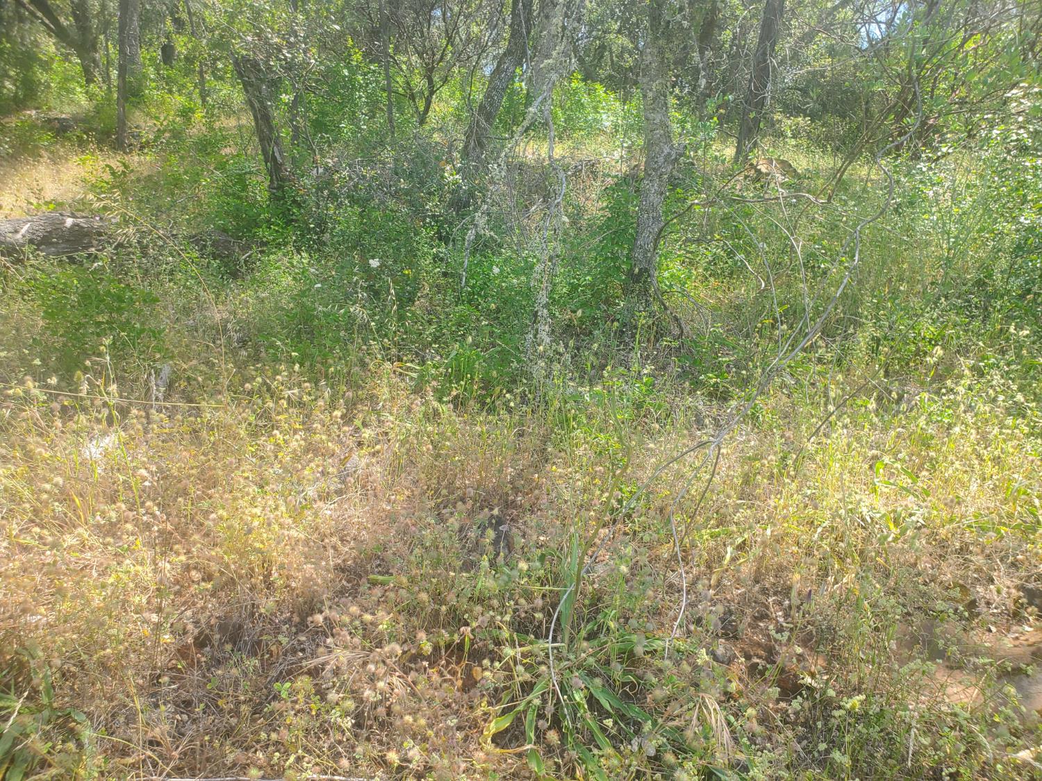 1190 Jurgens Road Rescue, CA 95672 - Photo 12 of 29 a view of a yard