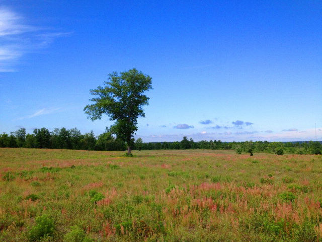 Tract B Township Road Aiken, SC 29803 - Photo 7 of 19