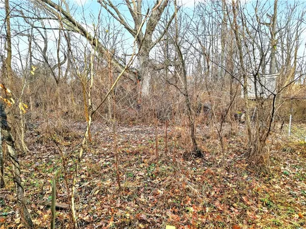 a view of a yard with trees
