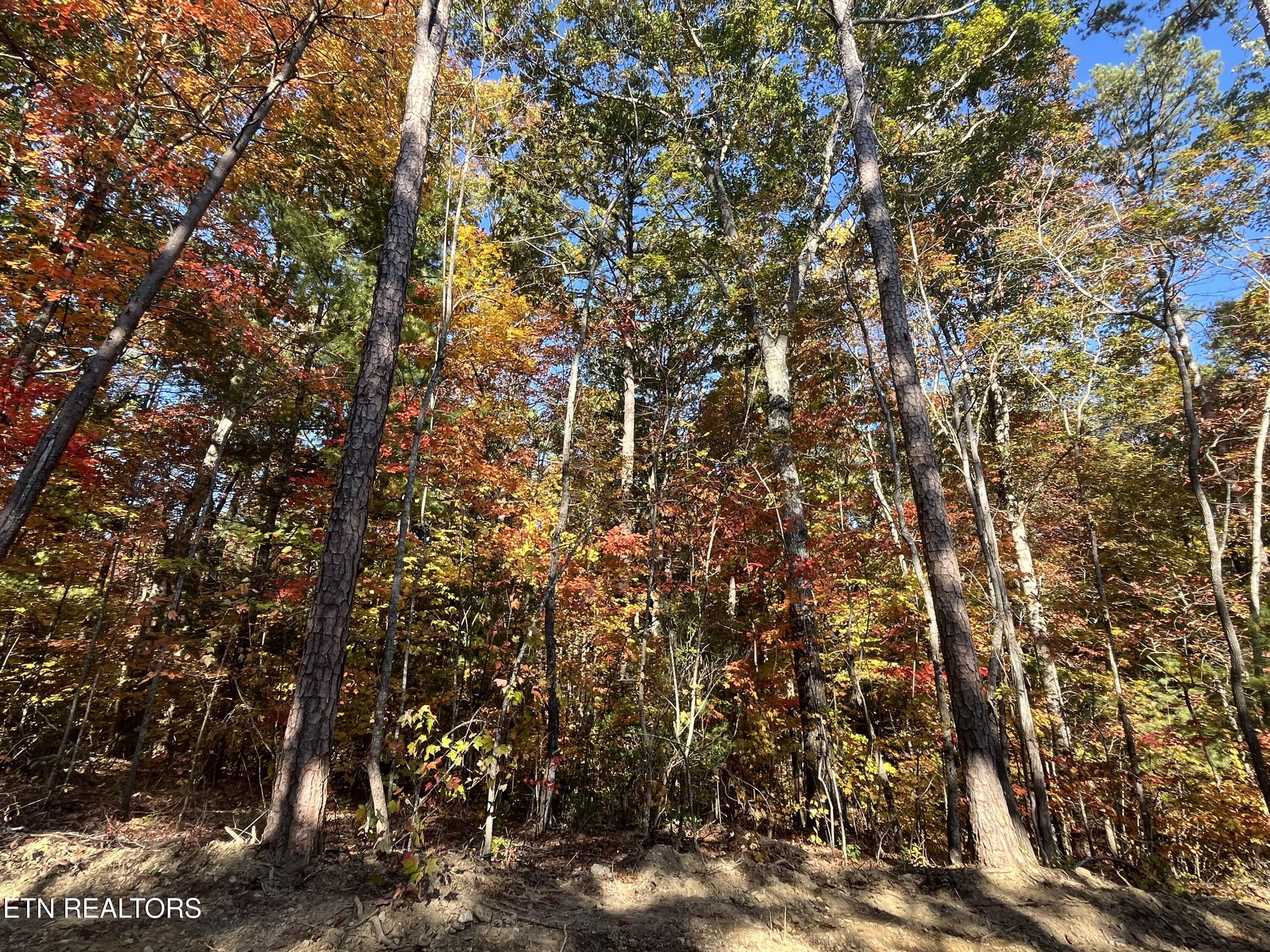 103 Cherokee Path Tellico Plains, TN 37385 - Photo 23 of 58 IMG_1691