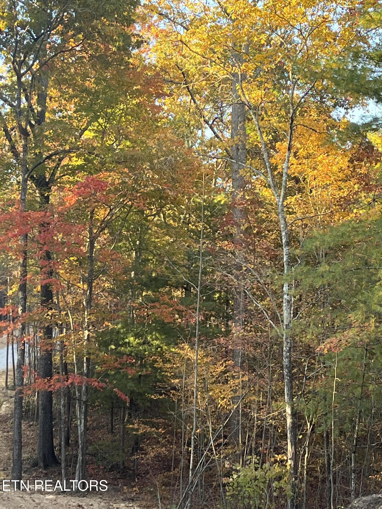 103 Cherokee Path Tellico Plains, TN 37385 - Photo 24 of 58 IMG_1746