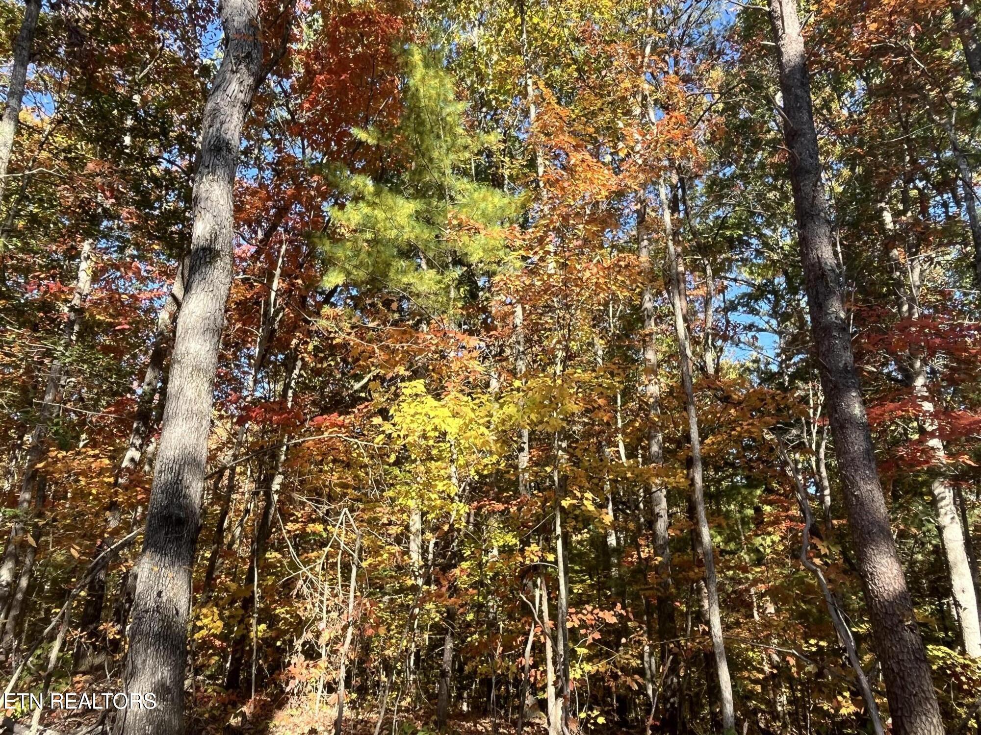 103 Cherokee Path Tellico Plains, TN 37385 - Photo 4 of 58 IMG_1688