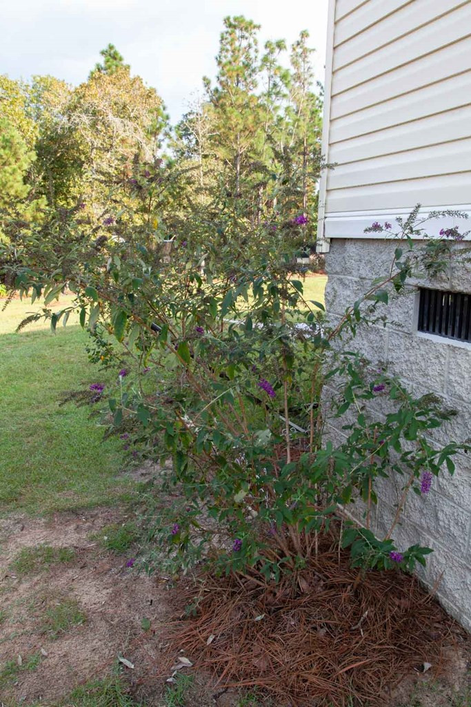 894 State Park Road Windsor, SC 29856 - Photo 33 of 43