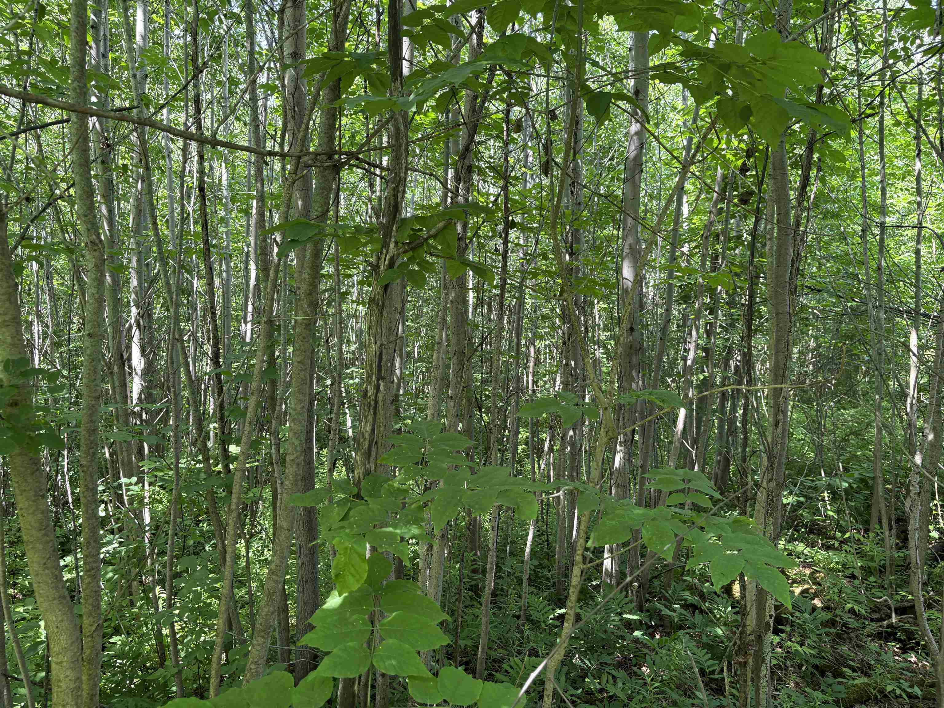 990 Bergeron Road Troy, VT 05859 - Photo 28 of 33