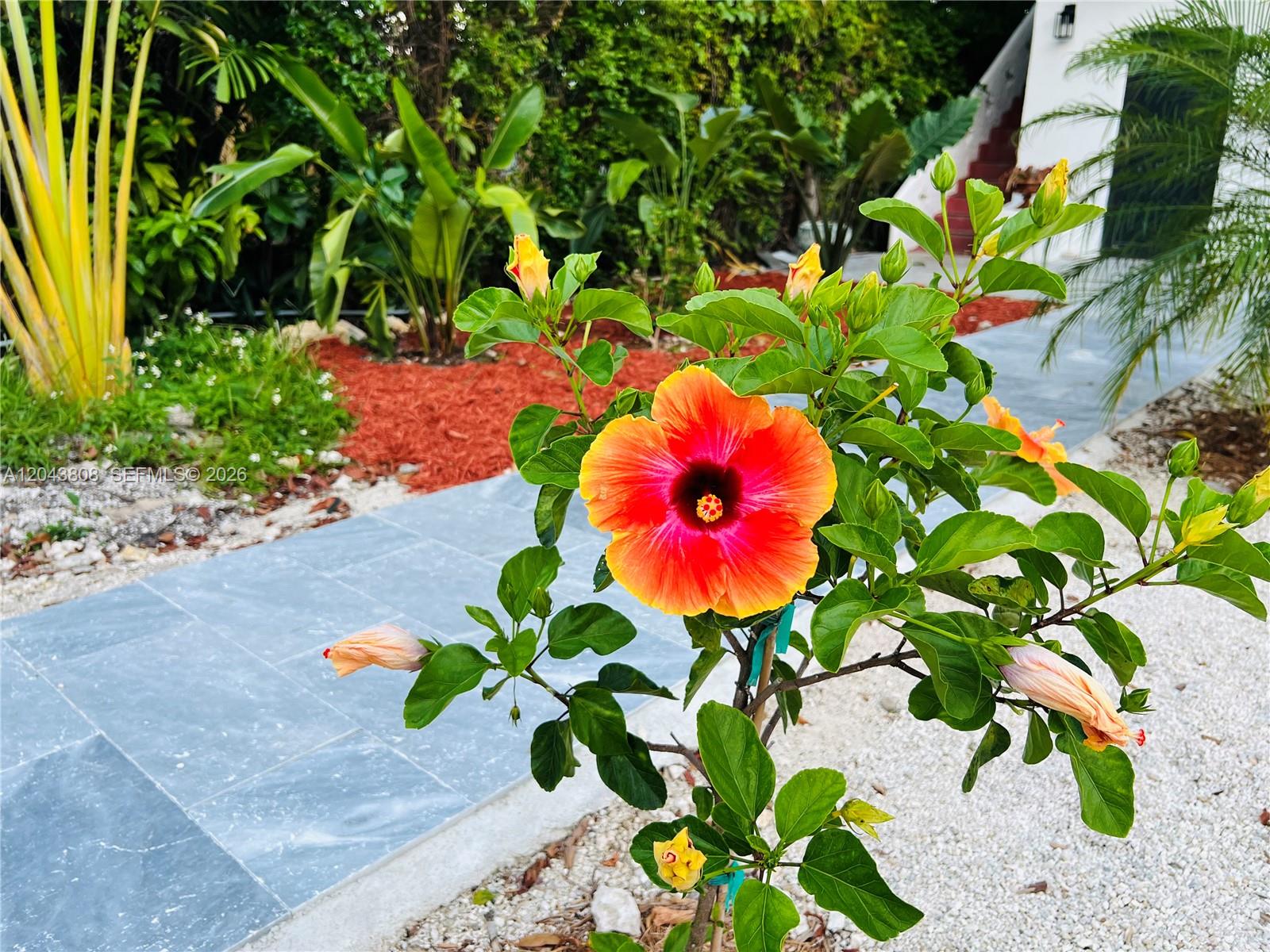 2134 Southwest 11th Street Miami, FL 33135 - Photo 6 of 13 a view of a flower with a plant