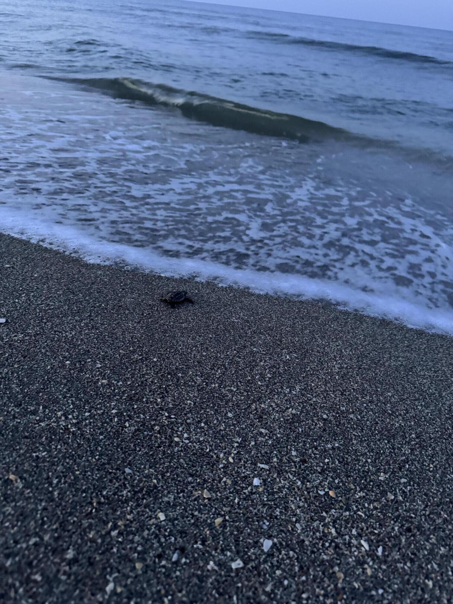 8323 Southeast Croft Circle, Unit N9 Hobe Sound, FL 33455 - Photo 57 of 66 Sea turtle