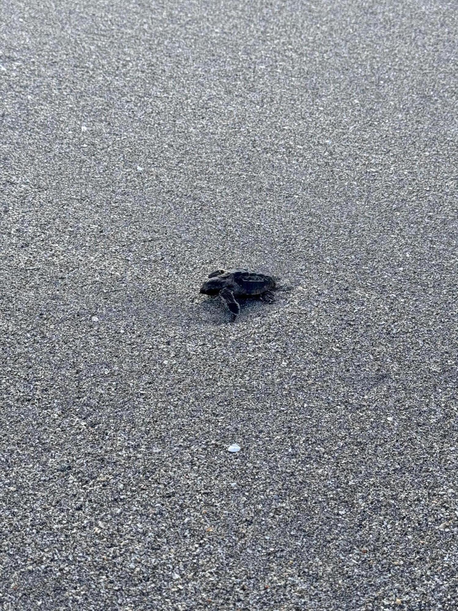 8323 Southeast Croft Circle, Unit N9 Hobe Sound, FL 33455 - Photo 59 of 66 Sea Turtle on Hobe Sound Beach