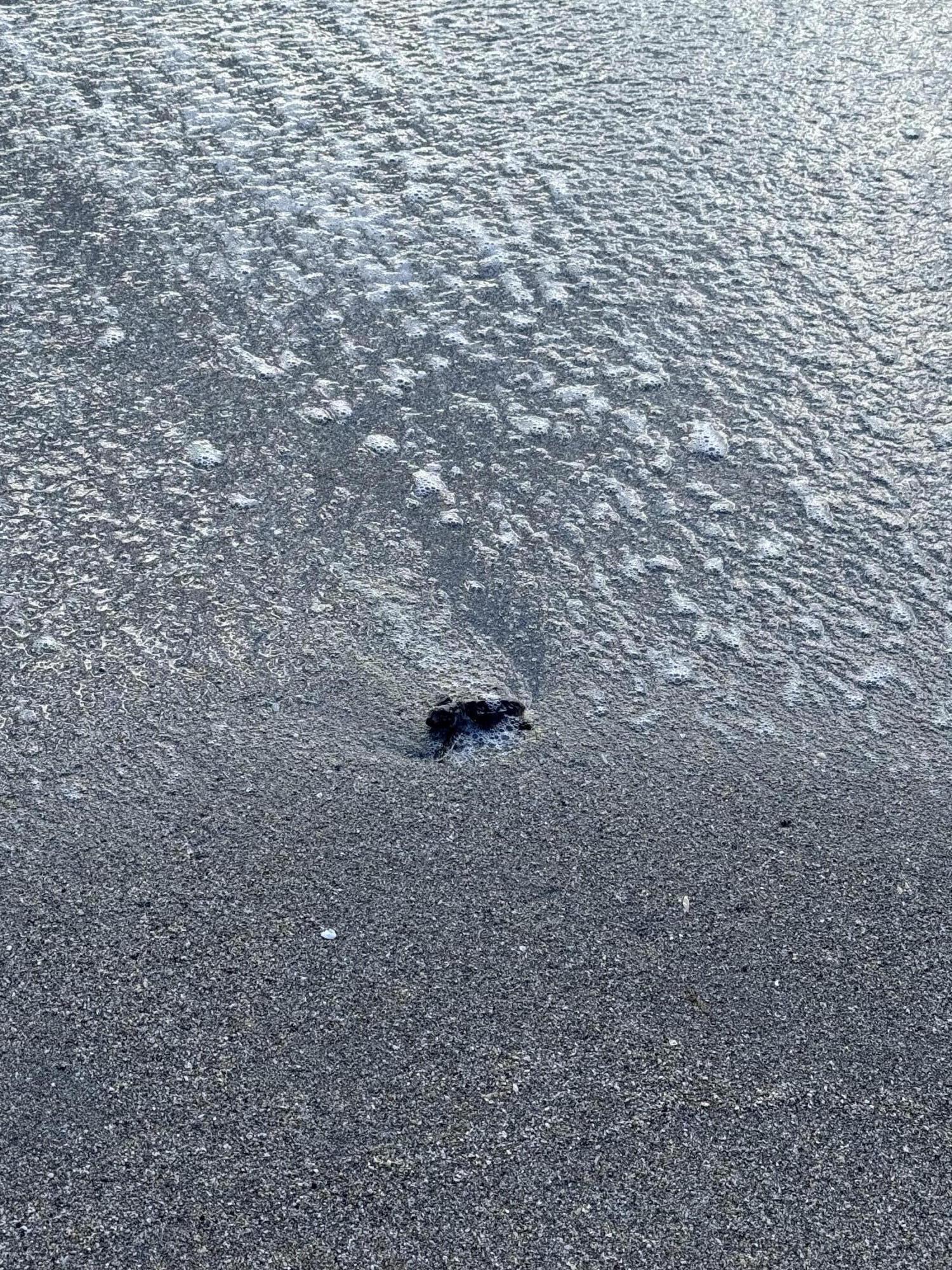 8323 Southeast Croft Circle, Unit N9 Hobe Sound, FL 33455 - Photo 60 of 66 Sea turtle