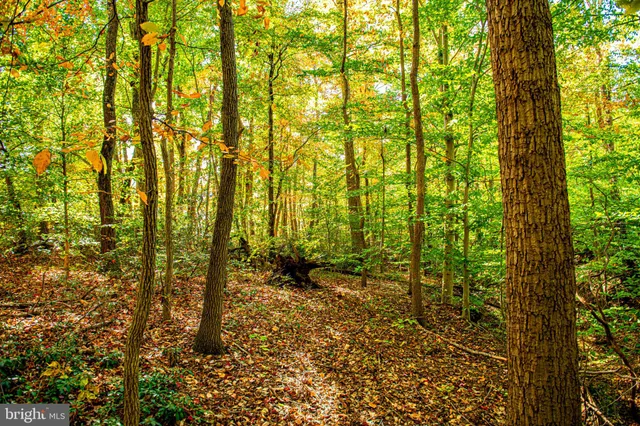 a backyard of a house with lots of green space and plants